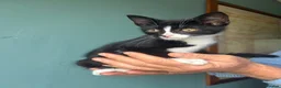Mixed Breed cats for sale: Gorgeous kittens  - Advert 11