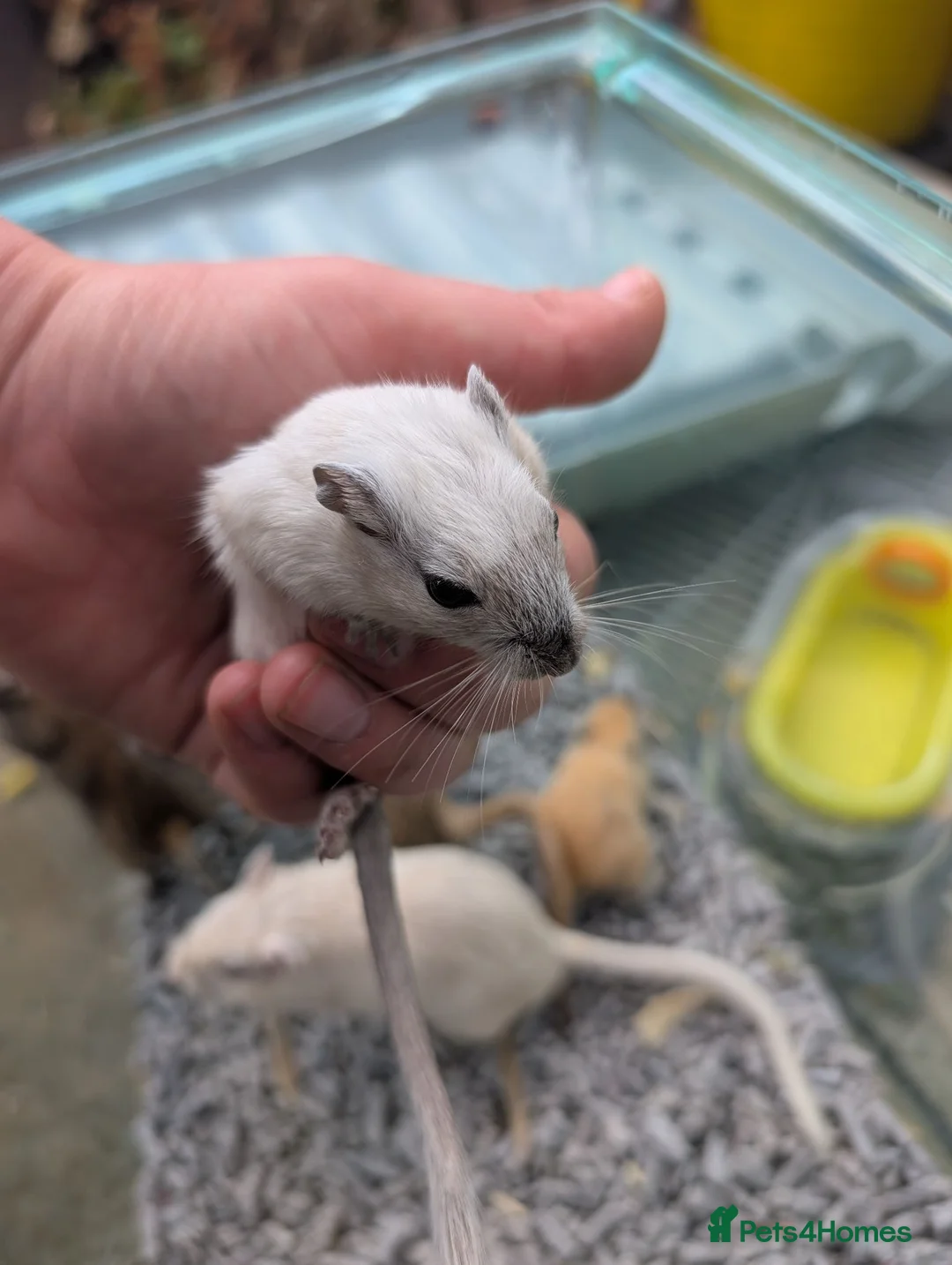 Rat rodents for sale: Tame rats, gerbils, hamster  - Advert 7