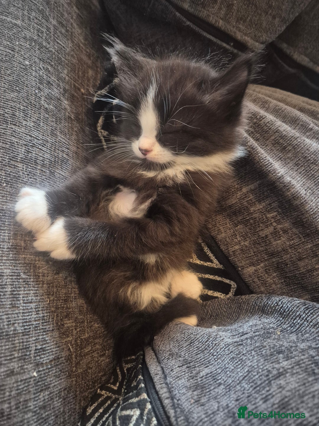 Mixed Breed cats for sale: Half British shorthair Kittens - Image 7