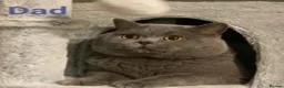 British Shorthair cats for sale: British Shorthair Girls, GCCF, VACCINATED - Advert 6