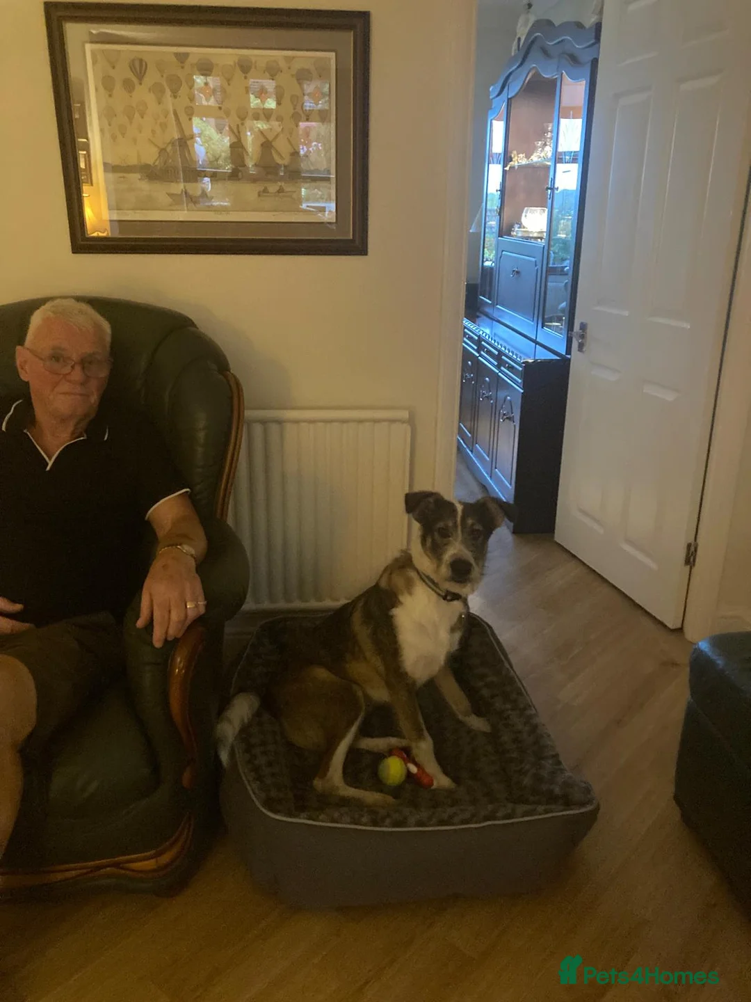 Mixed Breed dogs for adoption: 🐾💛Meet DIGBY - an Affectionate Big Softie! 💛🐾 - Advert 18