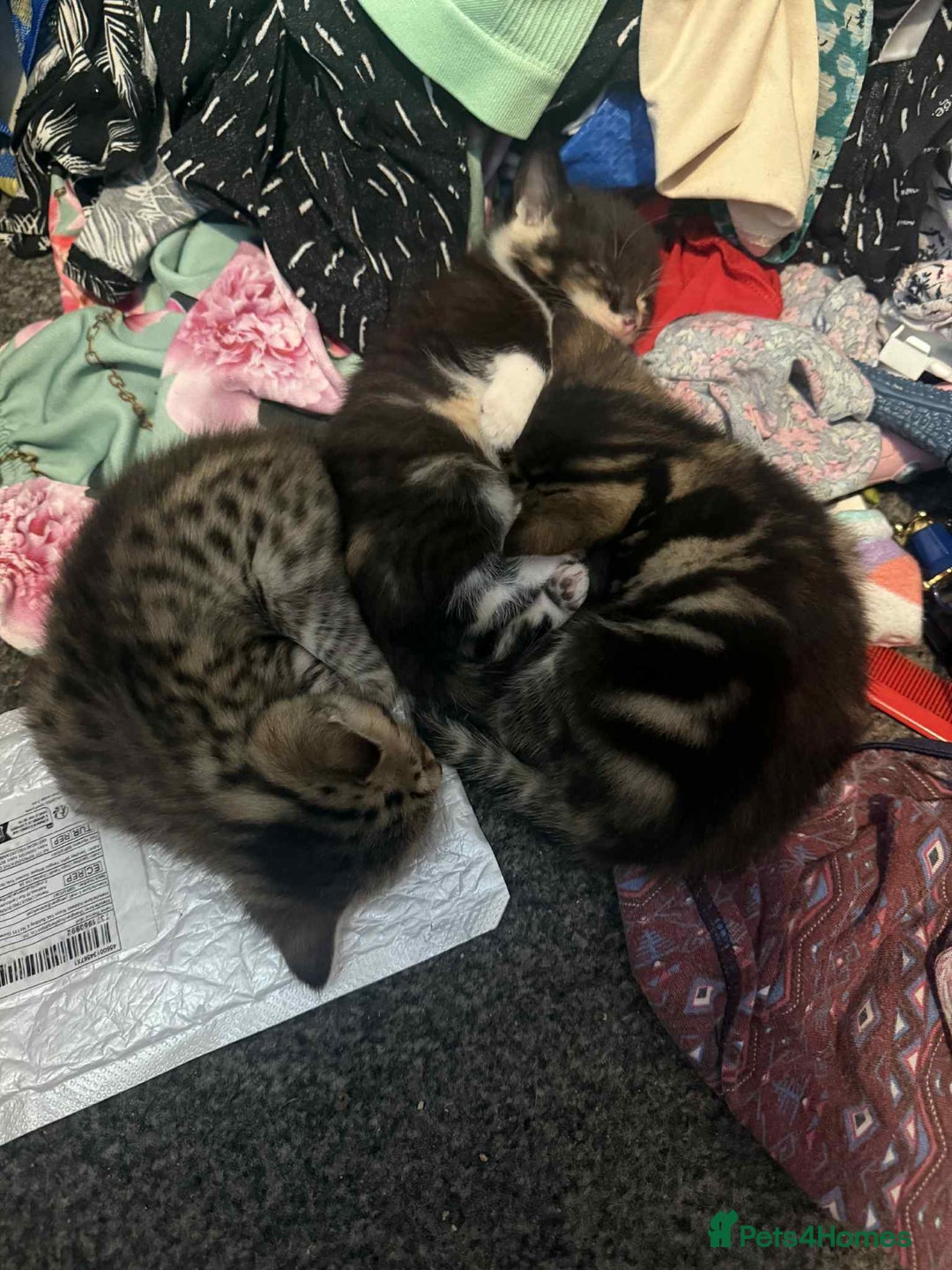 Savannah cats for sale: 3 beautiful kittens  - Image 24
