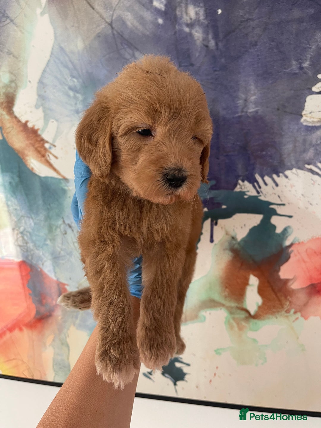 Goldendoodle dogs for sale: Medium and Miniature Doodles Licensed and Tested - Image 36