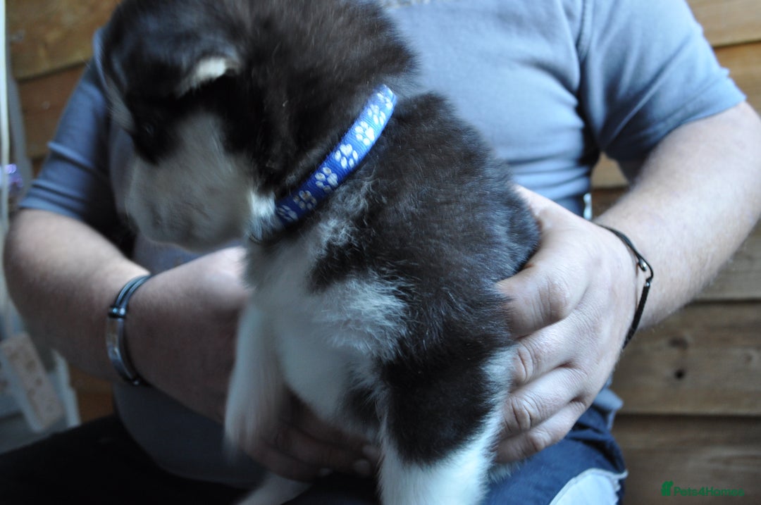 Alaskan Malamute dogs for sale: Alaskan Malamute Puppies - Advert 11
