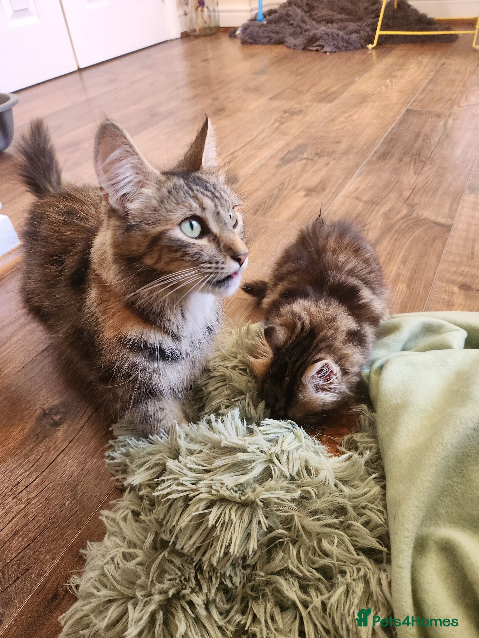 Maine Coon cats Little miss singleton  - Advert 6