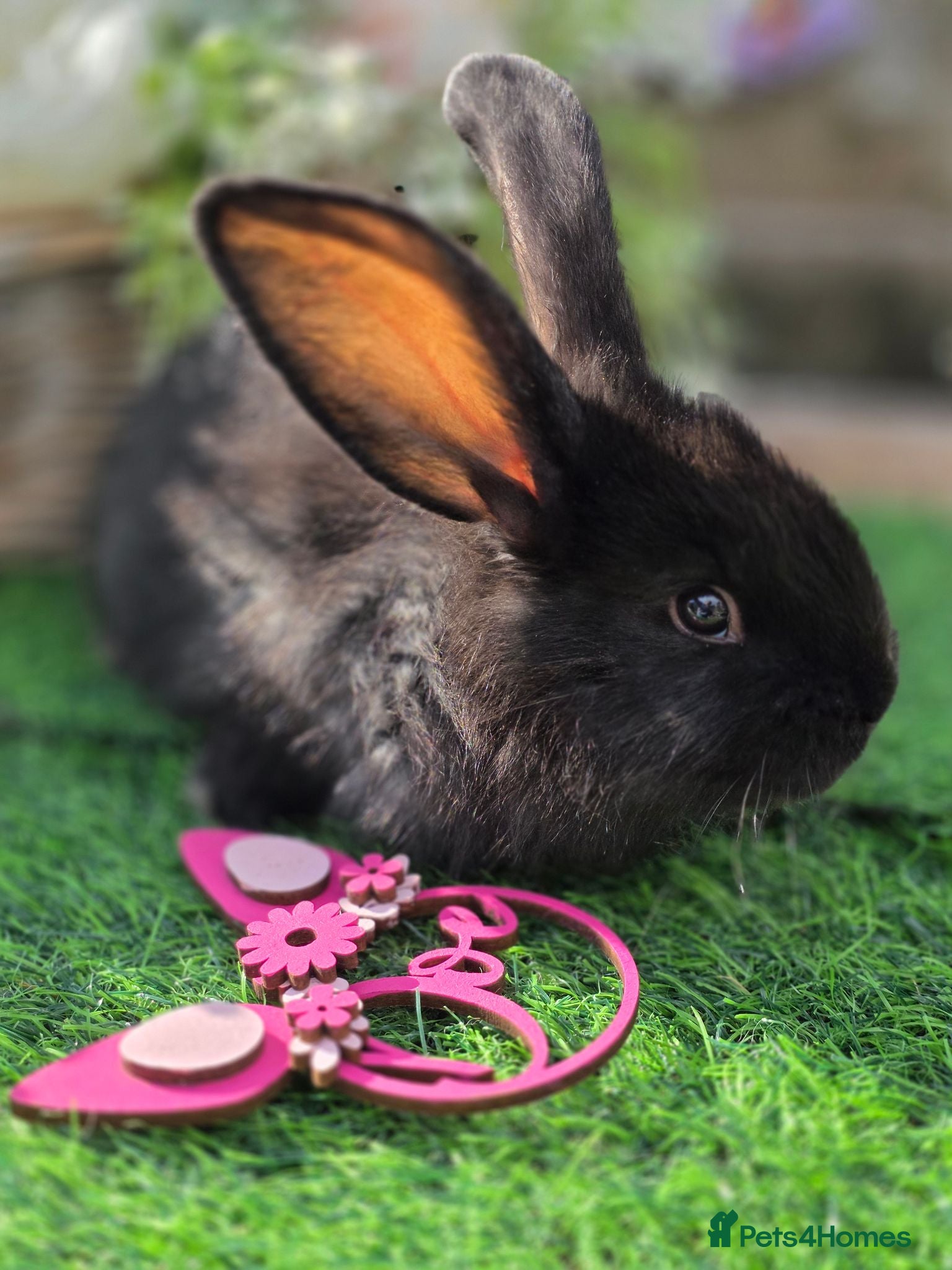 Continental Giant rabbits 2 black DOE continental babies for RESERVE - Advert 2