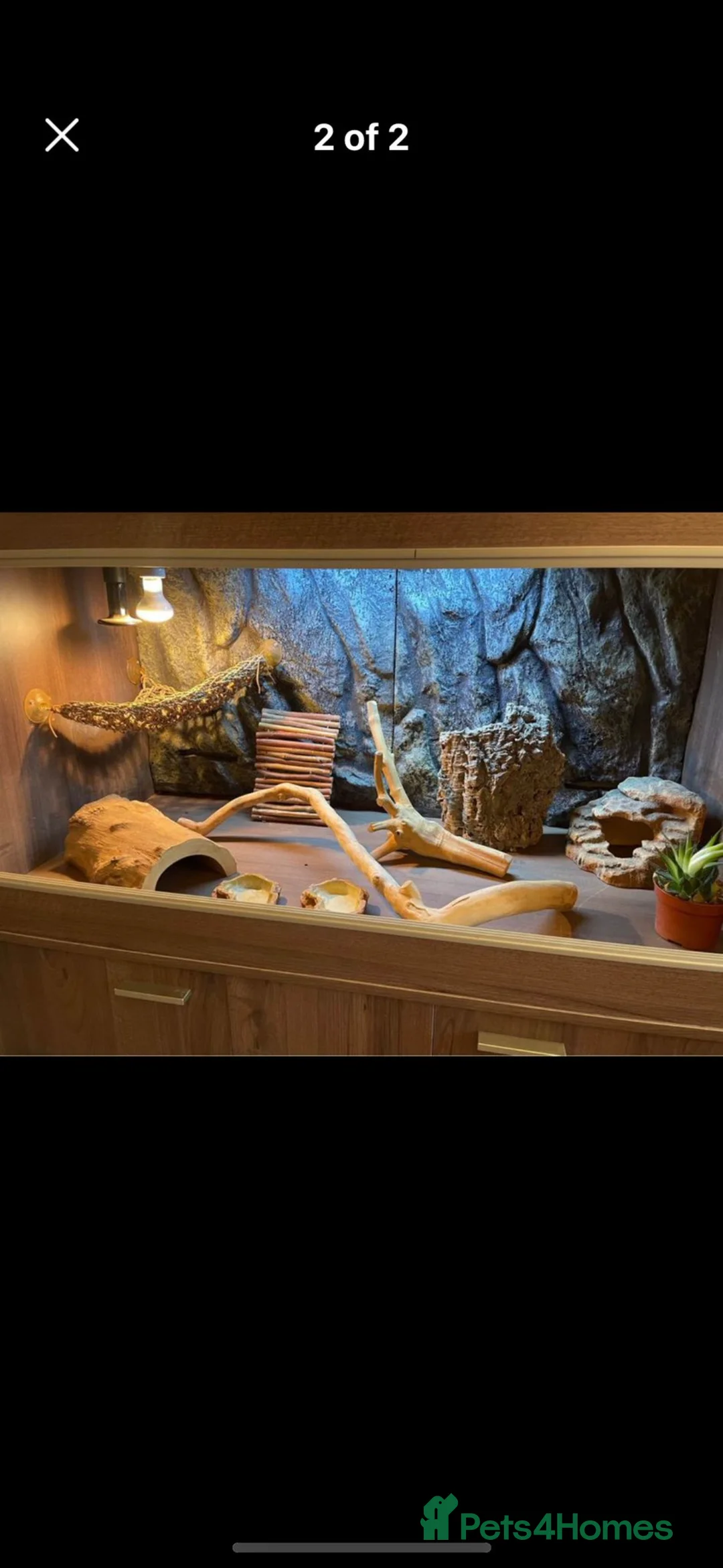 Bearded Dragon reptiles for sale: Bearded Dragon  - Advert 3