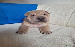 Shar Pei dogs for sale: Shar Pei Puppies - Ready 04/09/25 - Image 34