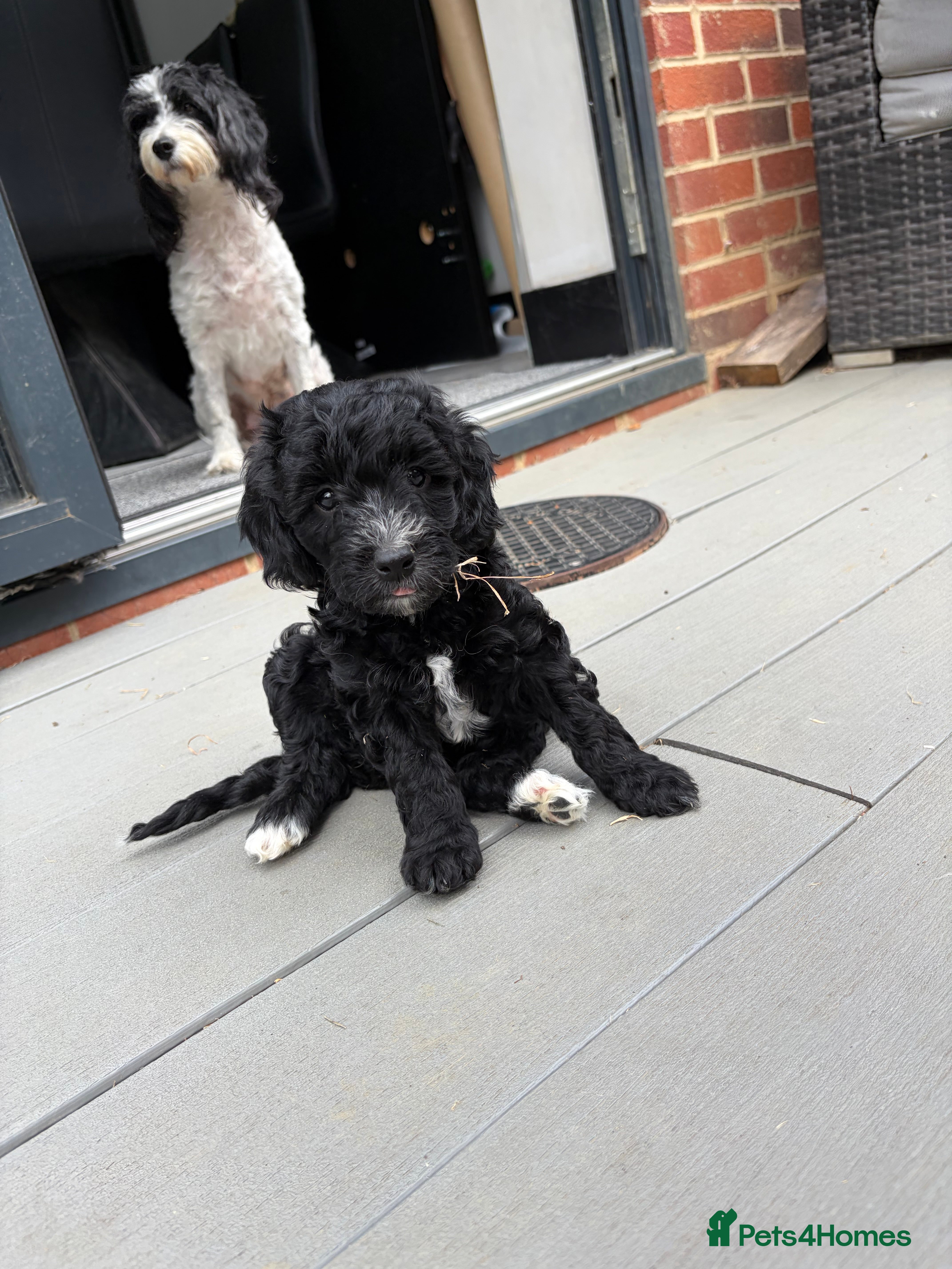 Cockapoo dogs F2 Cockapoo Puppies - Home Bred - Advert 2