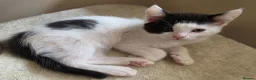 Domestic Shorthair cats for sale: Black and white domestic shorthair kittens - Advert 8