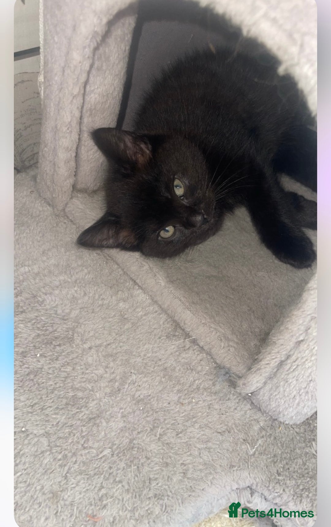 Bengal cats for sale: Kittens  in London - Image 3
