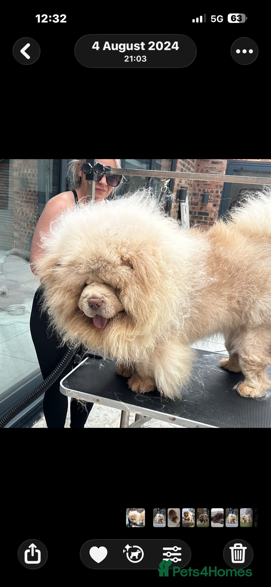 Chow Chow dogs for sale: Lilac Platinum Chow Chow Puppy KC Reg - Advert 1