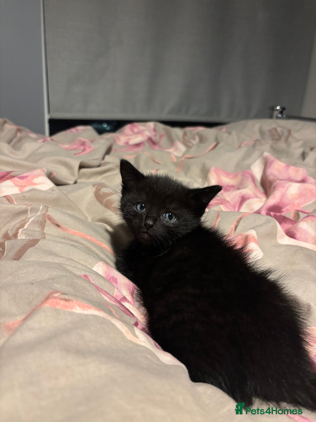British Shorthair cats for sale: 3 tabby girls, 1 black boy - Image 4