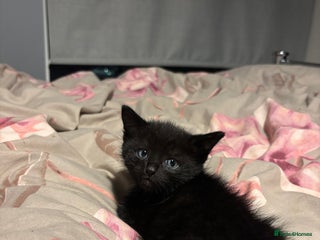 British Shorthair cats - Advert 24