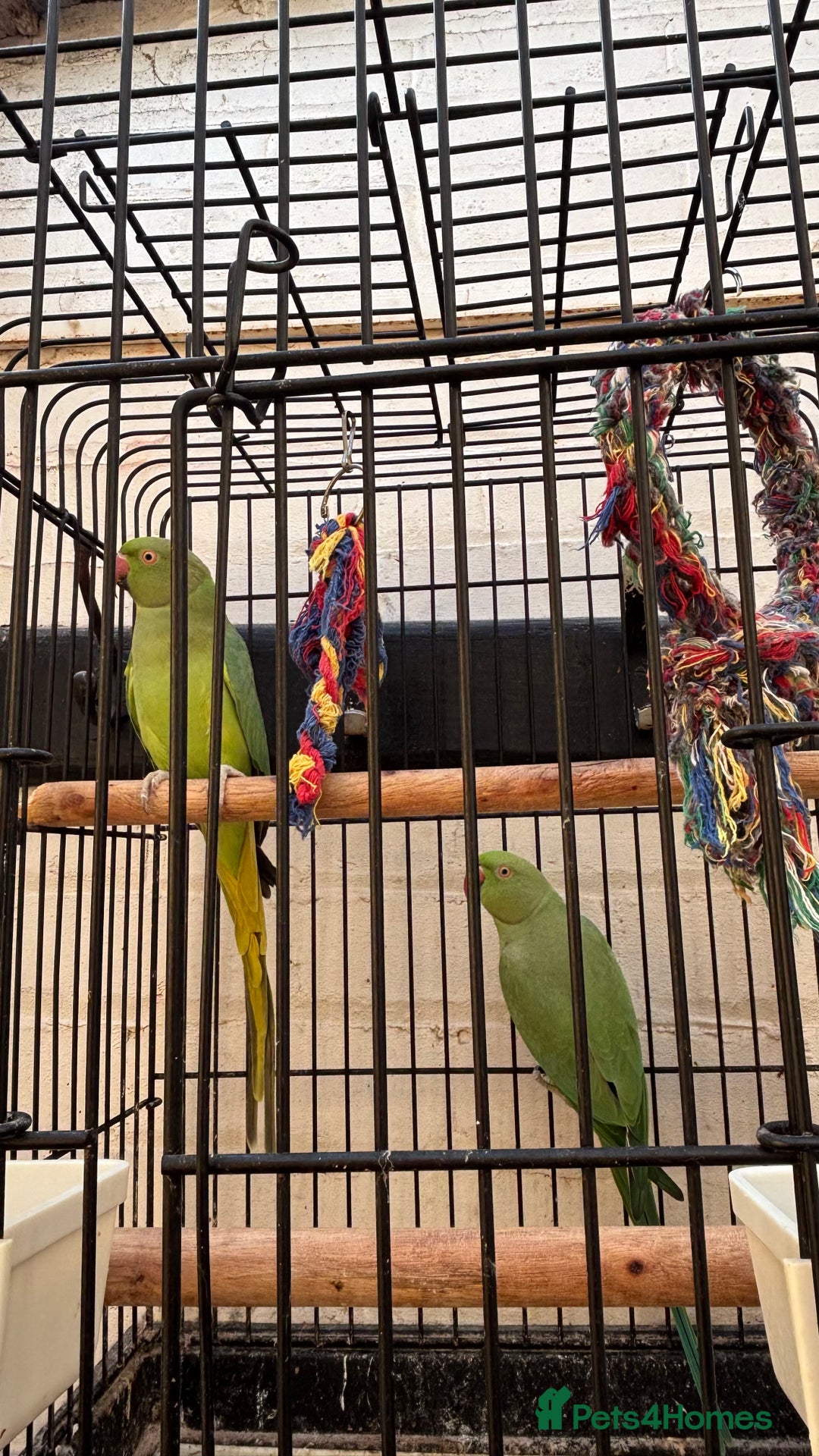 Ringnecks birds for sale: Two Beautiful Green Ringneck Parrots  - Advert 2