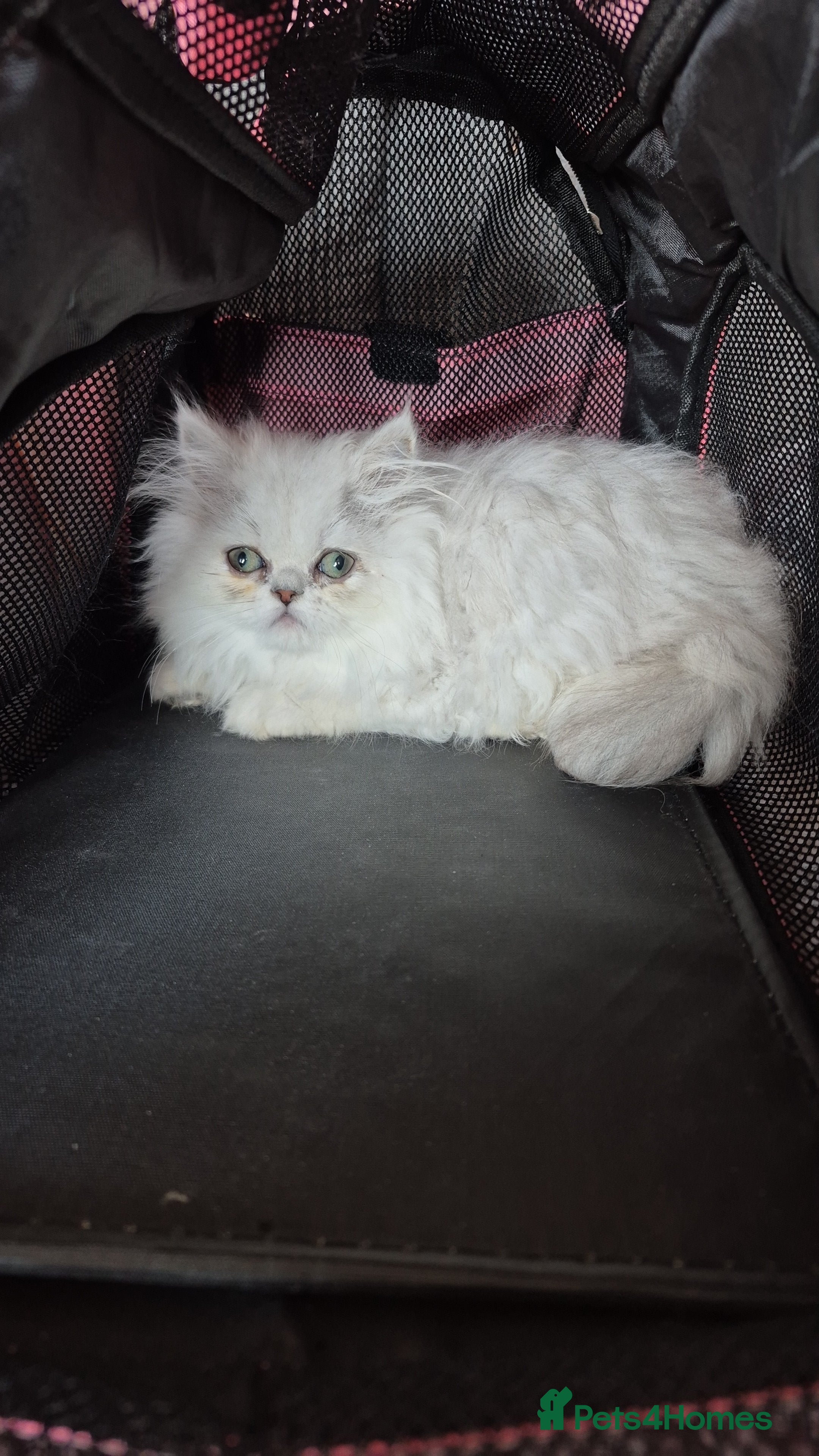 Persian cats Chinchilla persian  - Advert 2