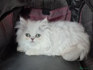 Persian cats Chinchilla persian - Advert 2