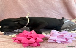 Staffordshire Bull Terrier dogs for sale: 🐾Beautiful chunky Staffies 🐾 - Image 13