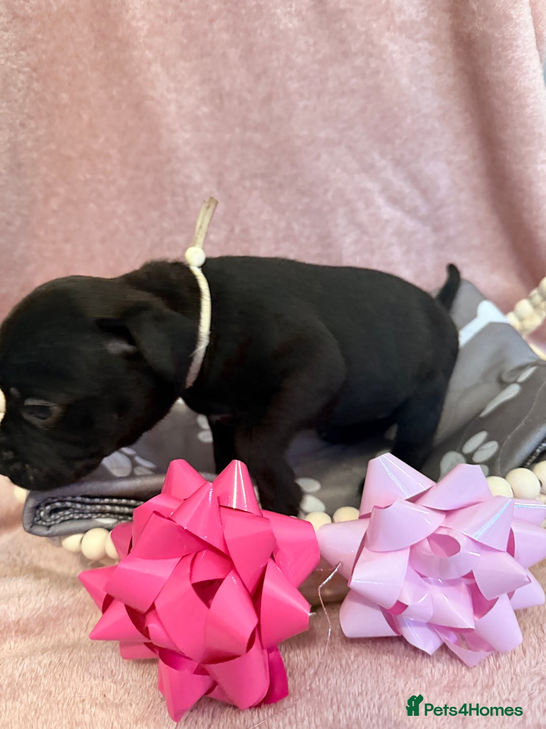 Staffordshire Bull Terrier dogs for sale: 🐾Beautiful chunky Staffies 🐾 - Image 13