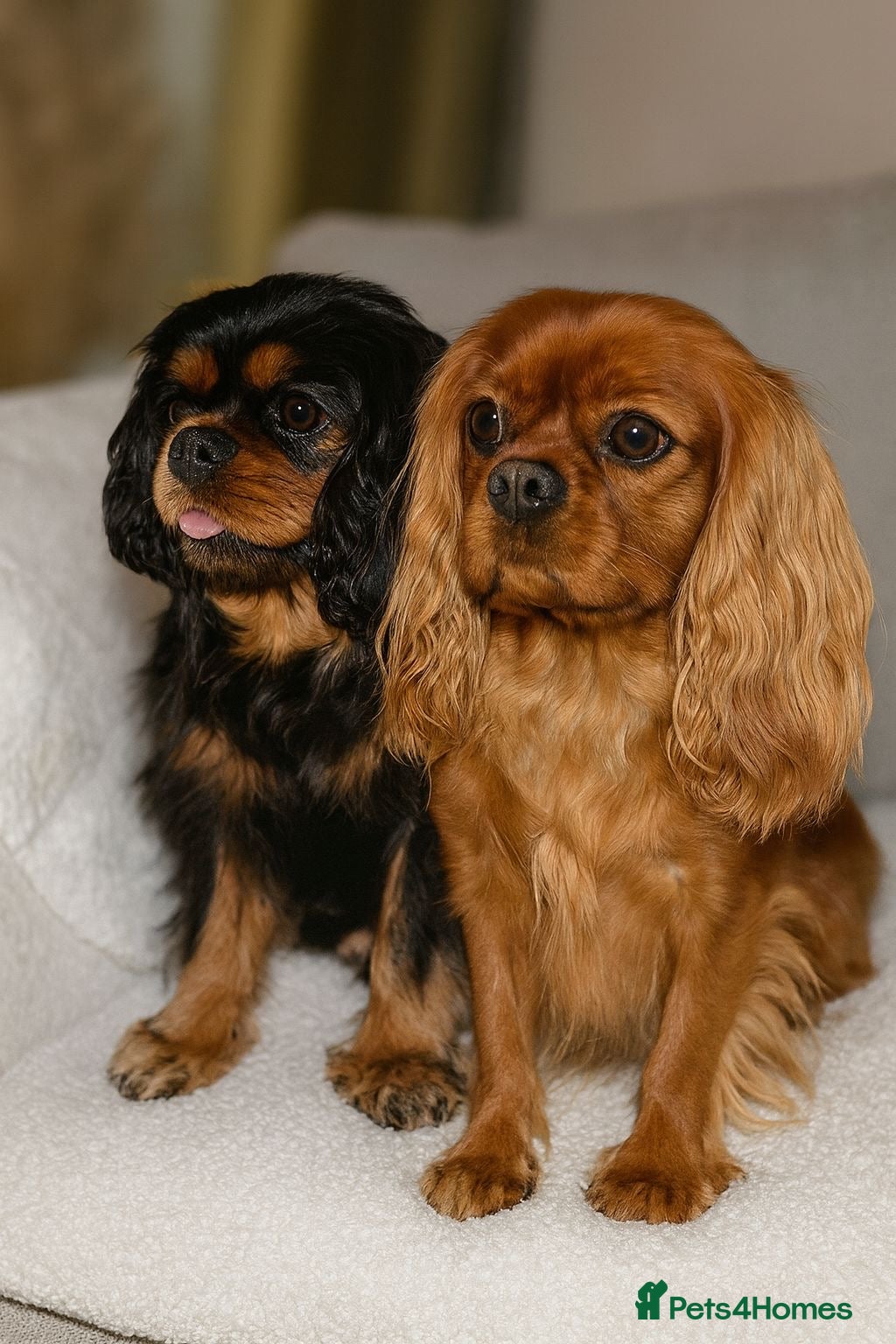 Cavalier King Charles Spaniel dogs ✨Cavalier King Charles Spaniel Puppies ✨ - Advert 2