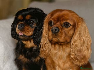 Cavalier King Charles Spaniel dogs ✨Cavalier King Charles Spaniel Puppies ✨ - Advert 2