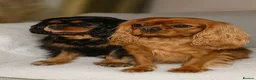 Cavalier King Charles Spaniel dogs for sale: ✨Cavalier King Charles Spaniel Puppies ✨ - Advert 1