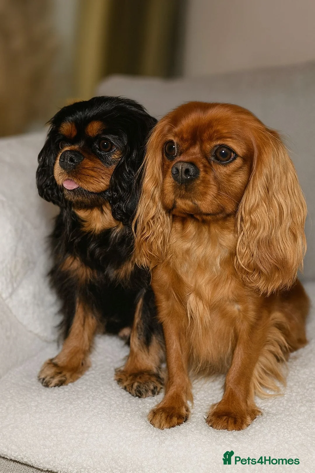 Cavalier King Charles Spaniel dogs for sale: ✨Cavalier King Charles Spaniel Puppies ✨ - Advert 1