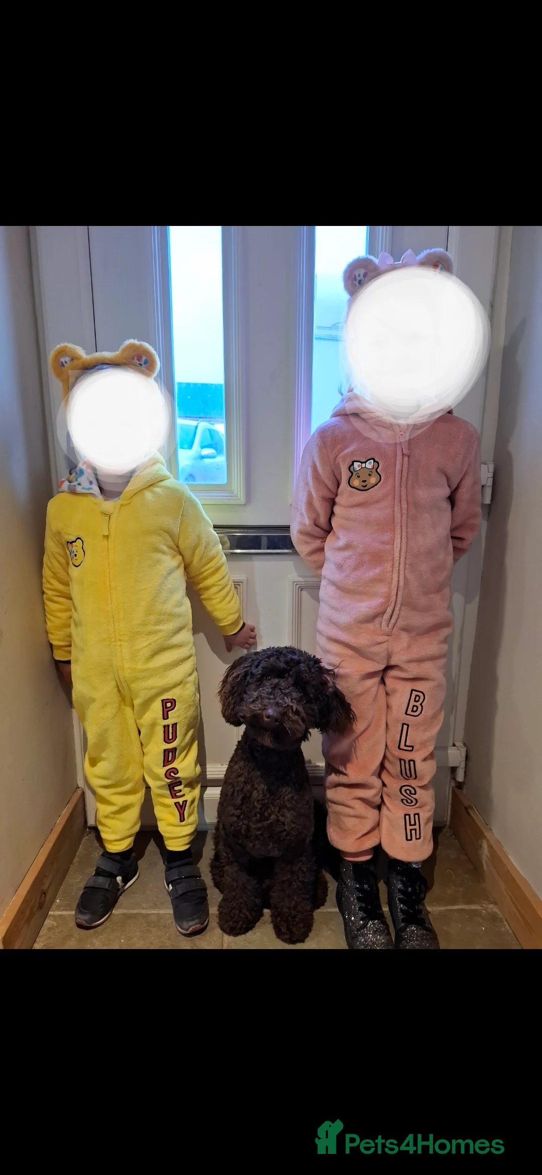 Miniature Poodle dogs for stud: KC chocolate phantom miniature poodle stud  in Denbigh - Advert 4
