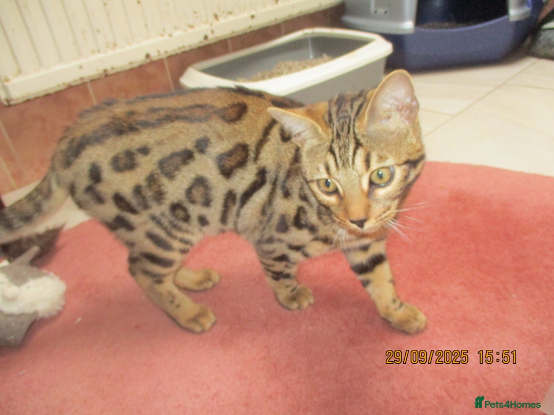 Bengal cats for sale: pedigree male bengals - Image 17