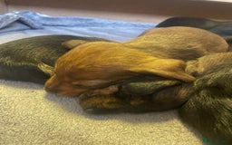Dachshund dogs for sale: Adorable dachshund puppies - Image 6