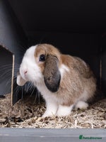 Mini Lion Lop rabbits - Advert 4