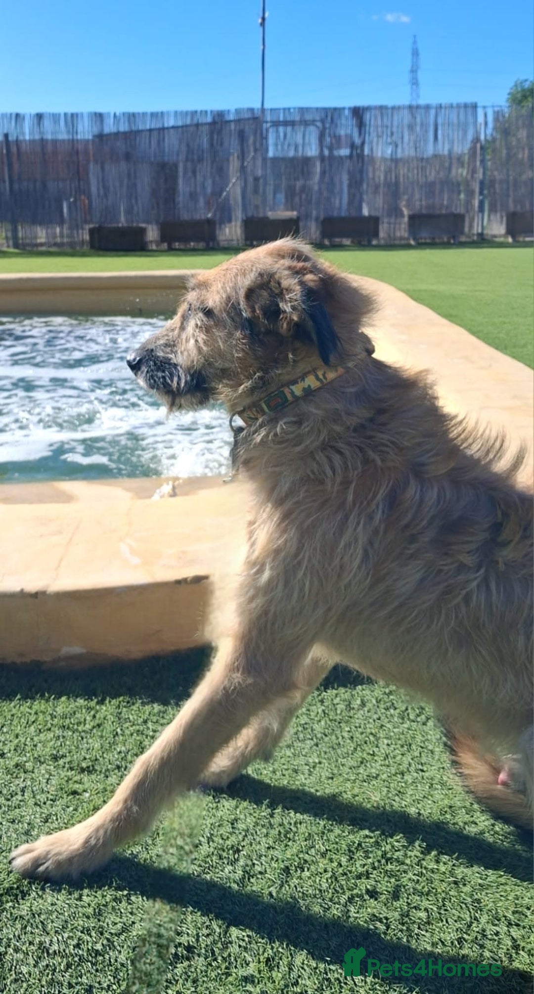 Mixed Breed dogs for adoption: Future Uncertain - Kennel Closed  - Advert 6