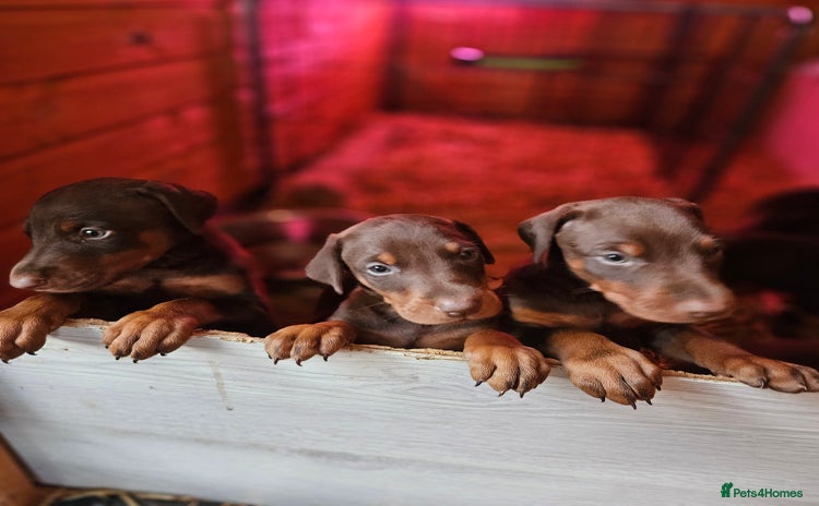 Dobermann dogs - Advert 4