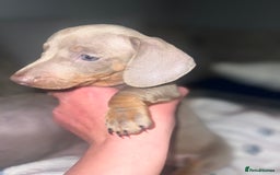 Miniature Dachshund dogs for sale: Isabella & Tan Mini Dachshund puppies 🤎 - Advert 7