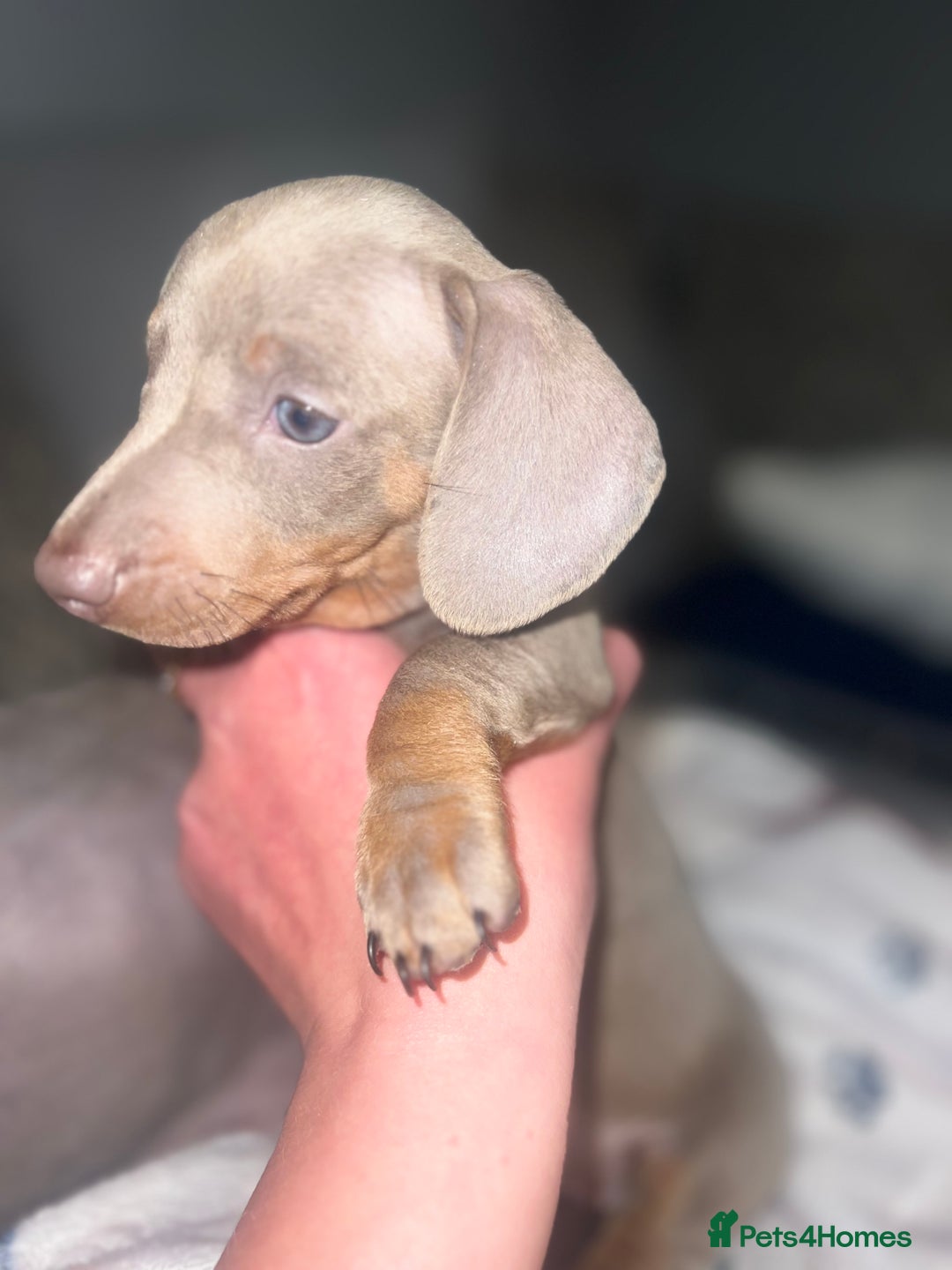 Miniature Dachshund dogs for sale: Isabella & Tan Mini Dachshund puppies 🤎 - Advert 7