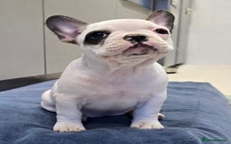 French Bulldog dogs for sale: Adorable Frenchie Puppies Seeking Forever Homes - Image 3