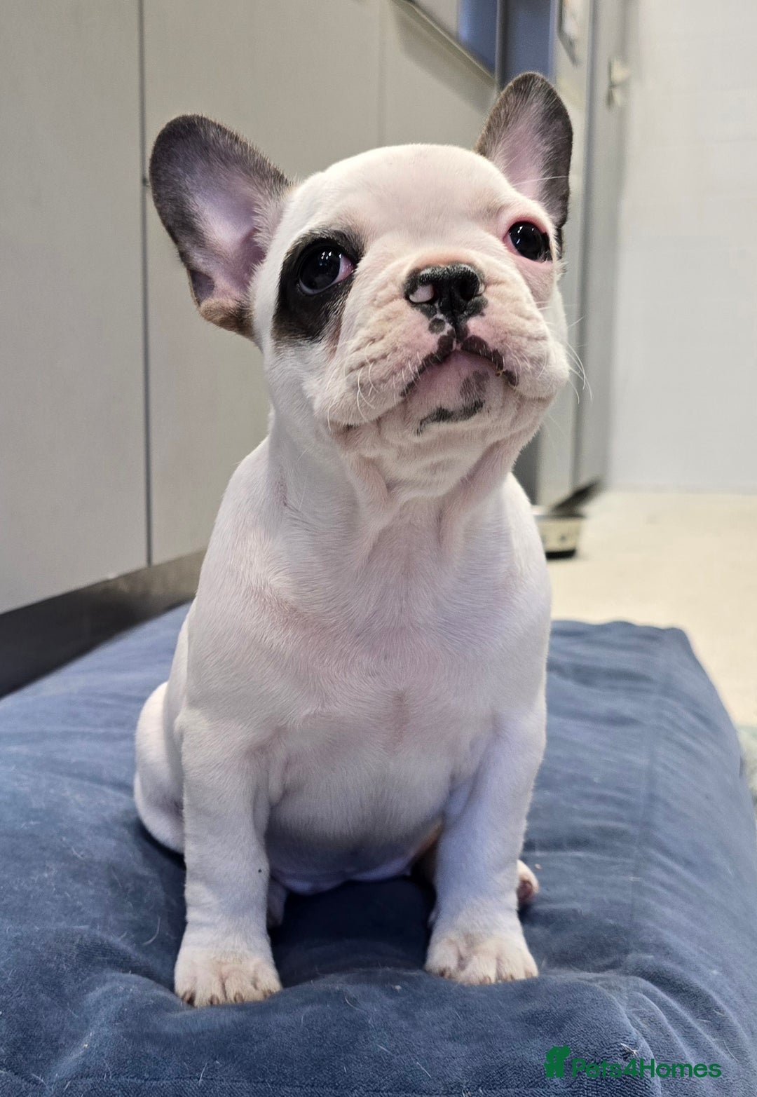 French Bulldog dogs for sale: Adorable Frenchie Puppies Seeking Forever Homes - Image 3