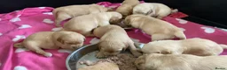 Golden Retriever dogs for sale: KC Reg Dark Red Golden Retriever-100% DNA Tested - Advert 32