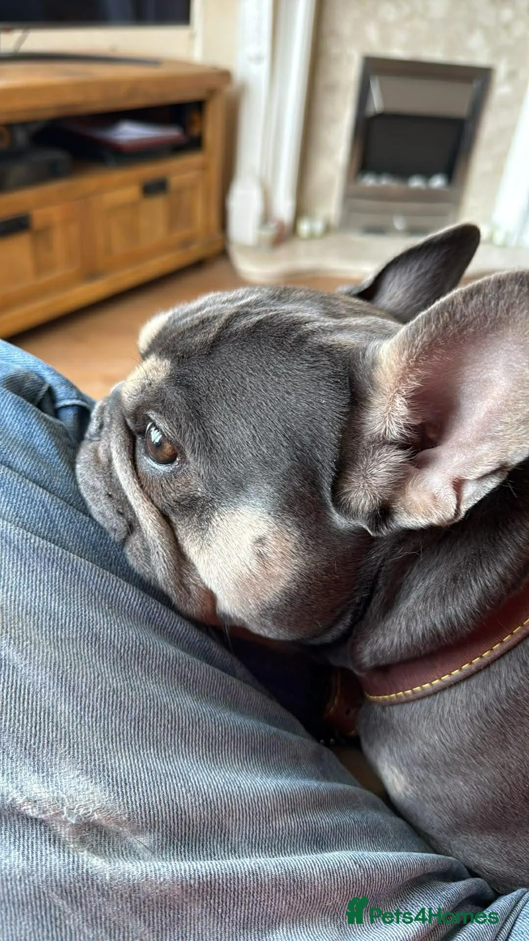 French Bulldog dogs for sale: Ace - male french bull dog in Brierley Hill - Advert 2