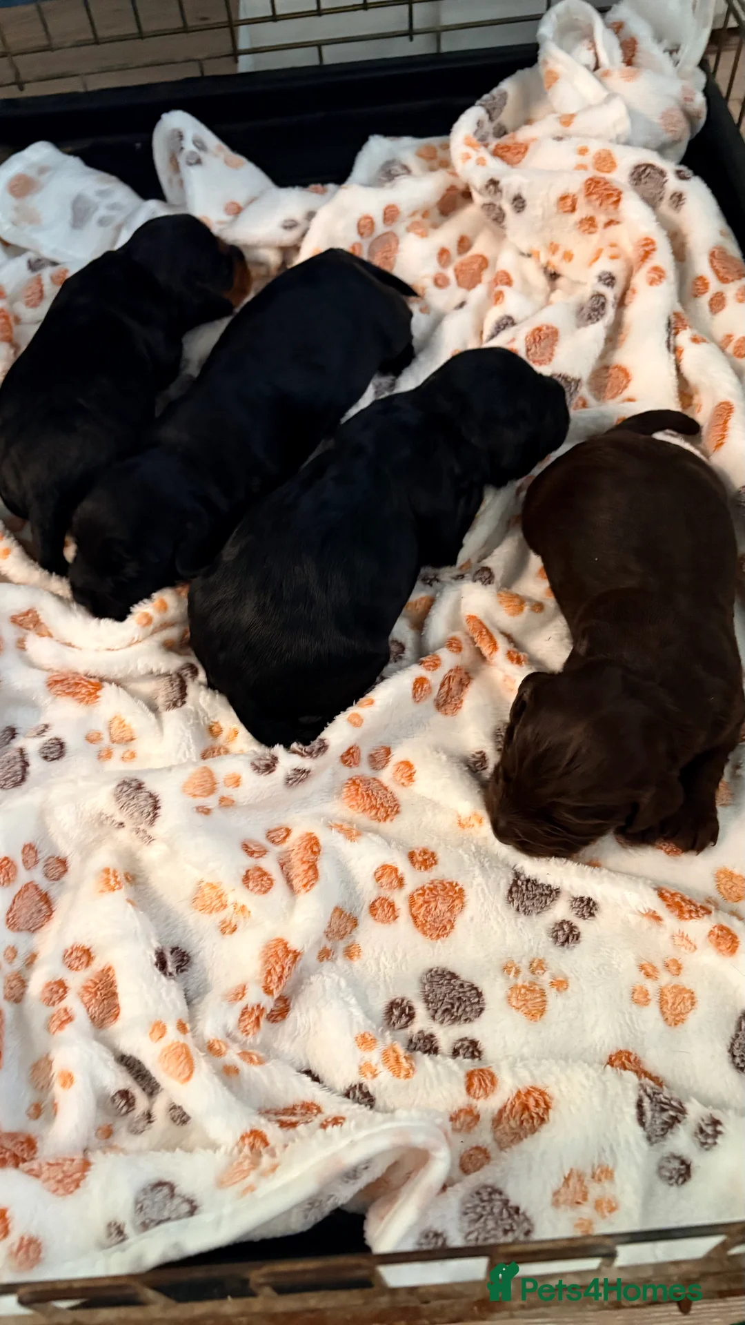 Cocker Spaniel dogs for sale: Kc reg working cocker spaniels  in Stirling - Advert 2