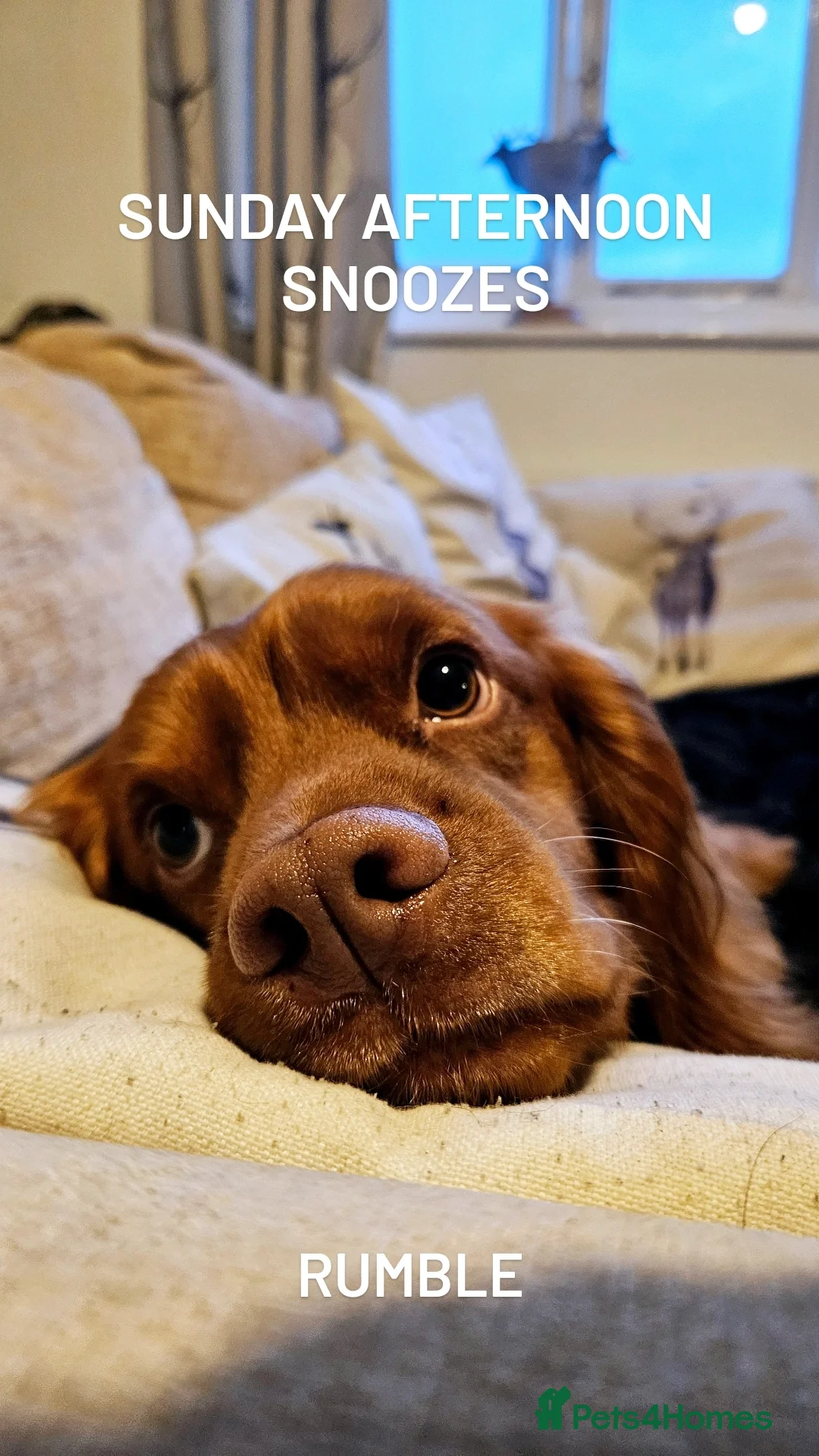 Cocker Spaniel dogs for stud: 💥HealthTested champ bred working cocker spaniel💥 in Cranbrook - Advert 3