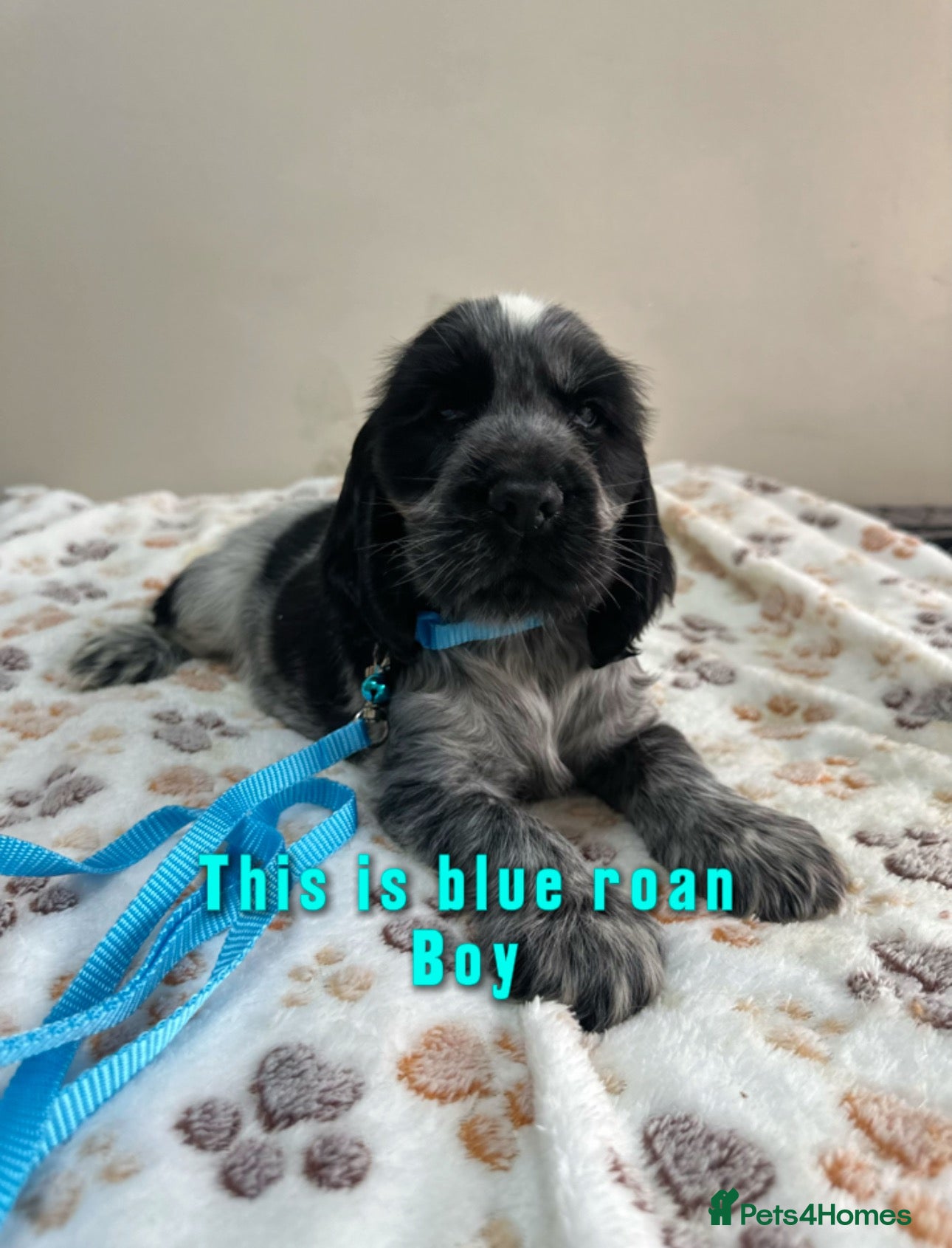 Cocker Spaniel dogs Ready to go now Show cocker spaniel for sale - Advert 2