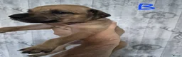 Lurcher dogs for sale: Lurcher puppies for sale  - Advert 15