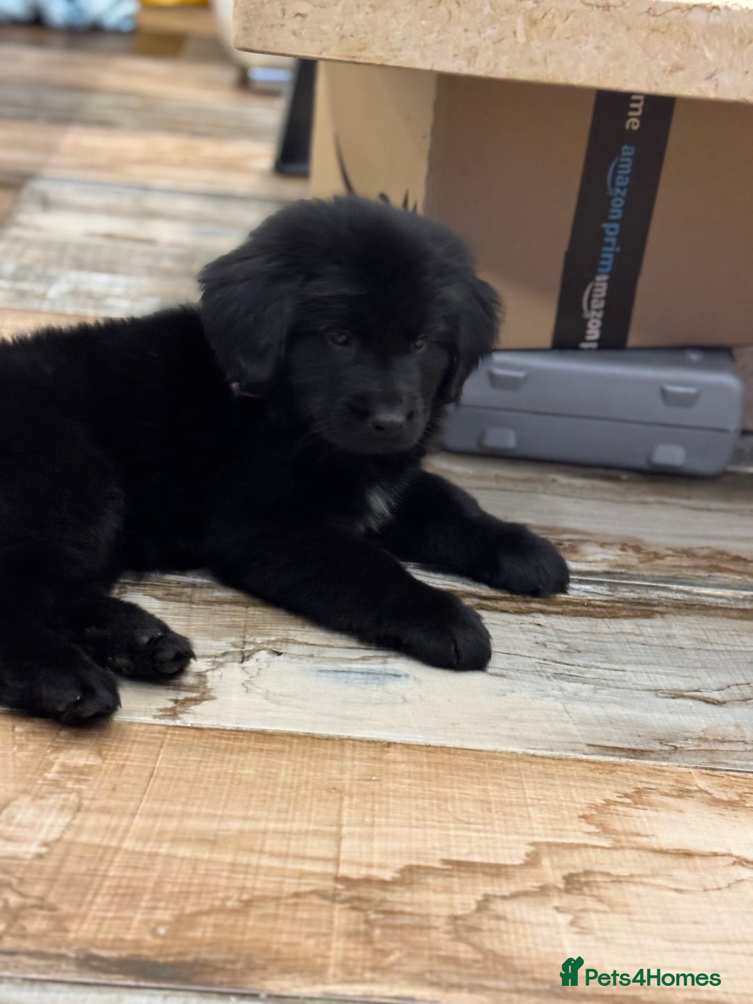 Newfoundland dogs for sale: Newfoundland puppies - Image 4