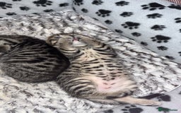 Mixed Breed cats for sale: 4 beautiful kittens  - Image 3