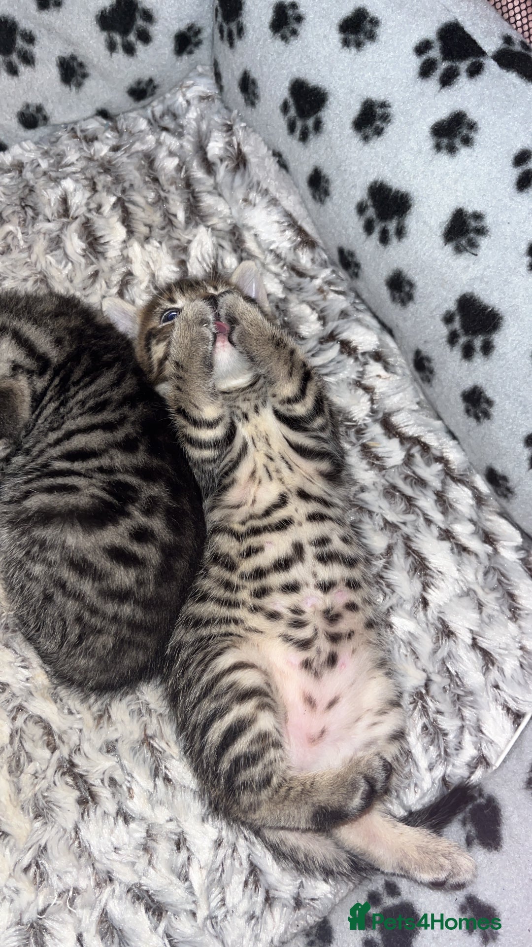 Mixed Breed cats for sale: 4 beautiful kittens  - Image 3