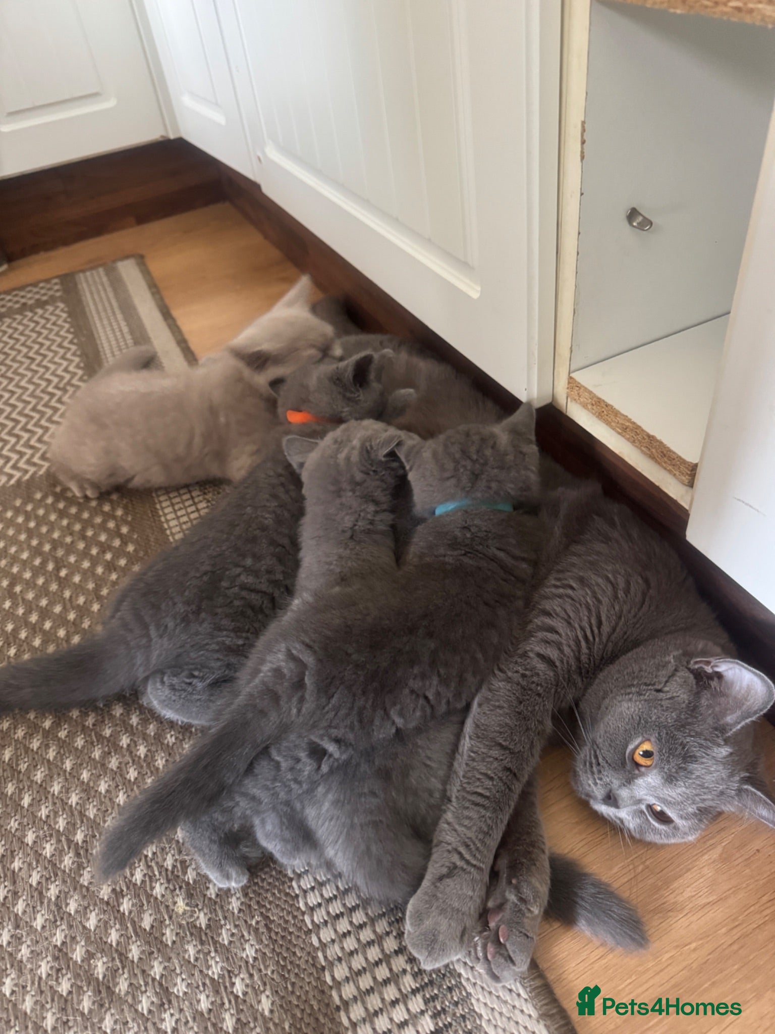 British Shorthair cats GCCF registered kitten - Advert 2