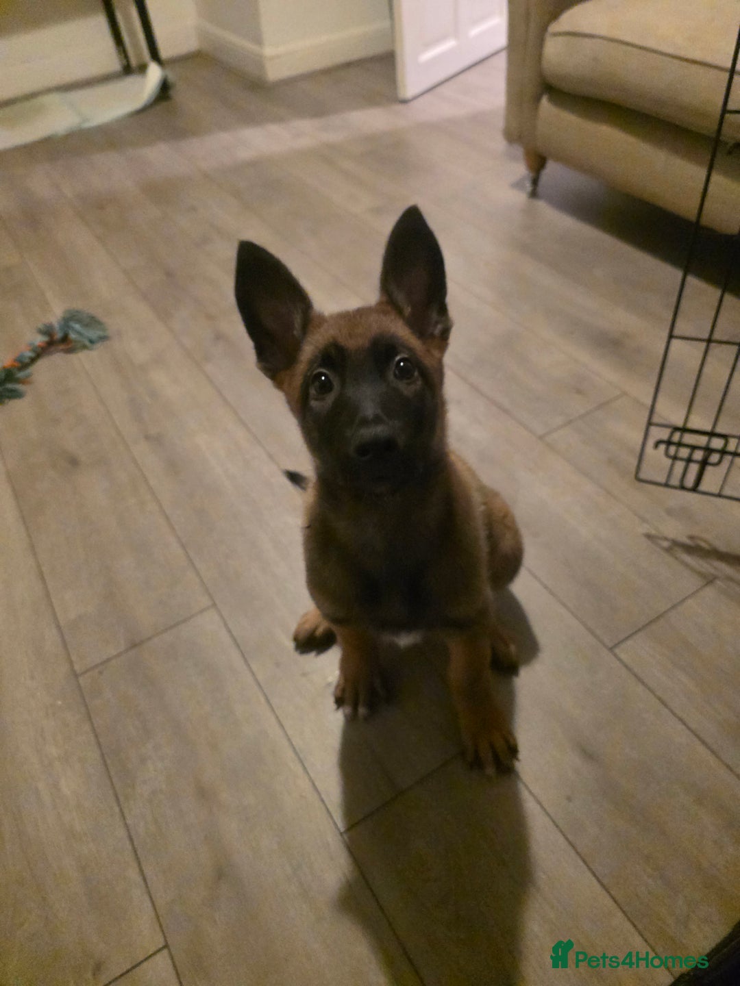 Belgian Shepherd Dog dogs for sale: Belgian Malinois  - Image 3