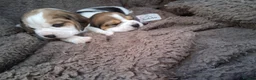 Beagle dogs for sale: Champion Tri-Color Beagles pups! in Doncaster - Advert 7