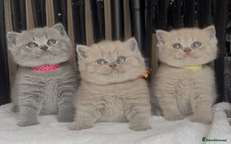 British Shorthair cats for sale: Absolutely beautiful BSH kittens  - Image 10
